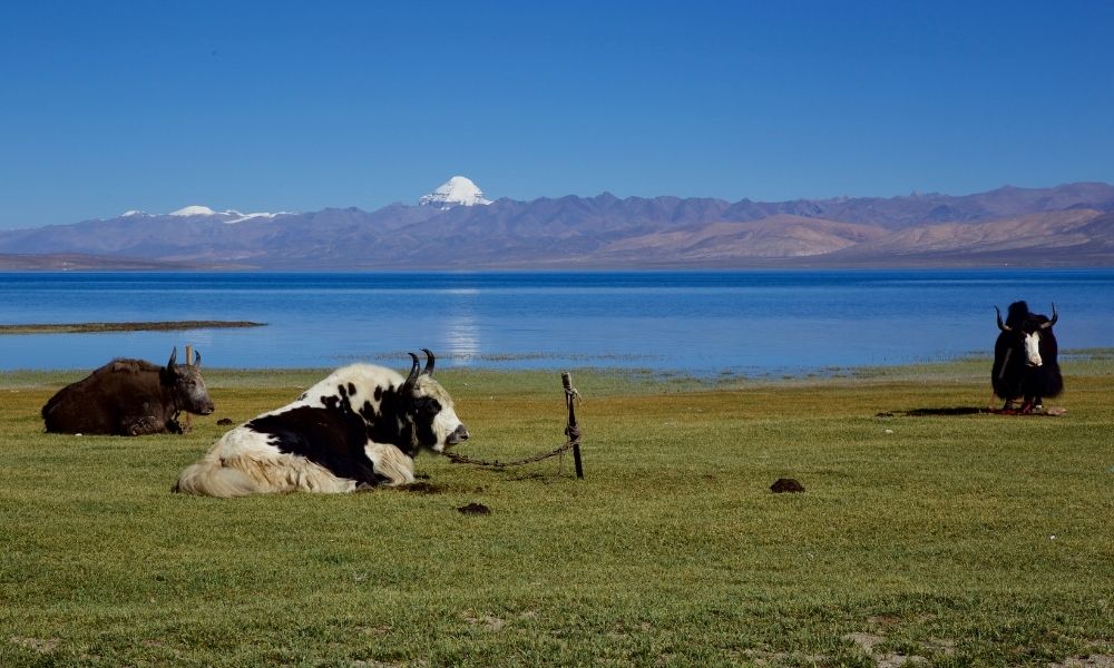 kailash-mansarovar-yatra-tour-from-delhi 3